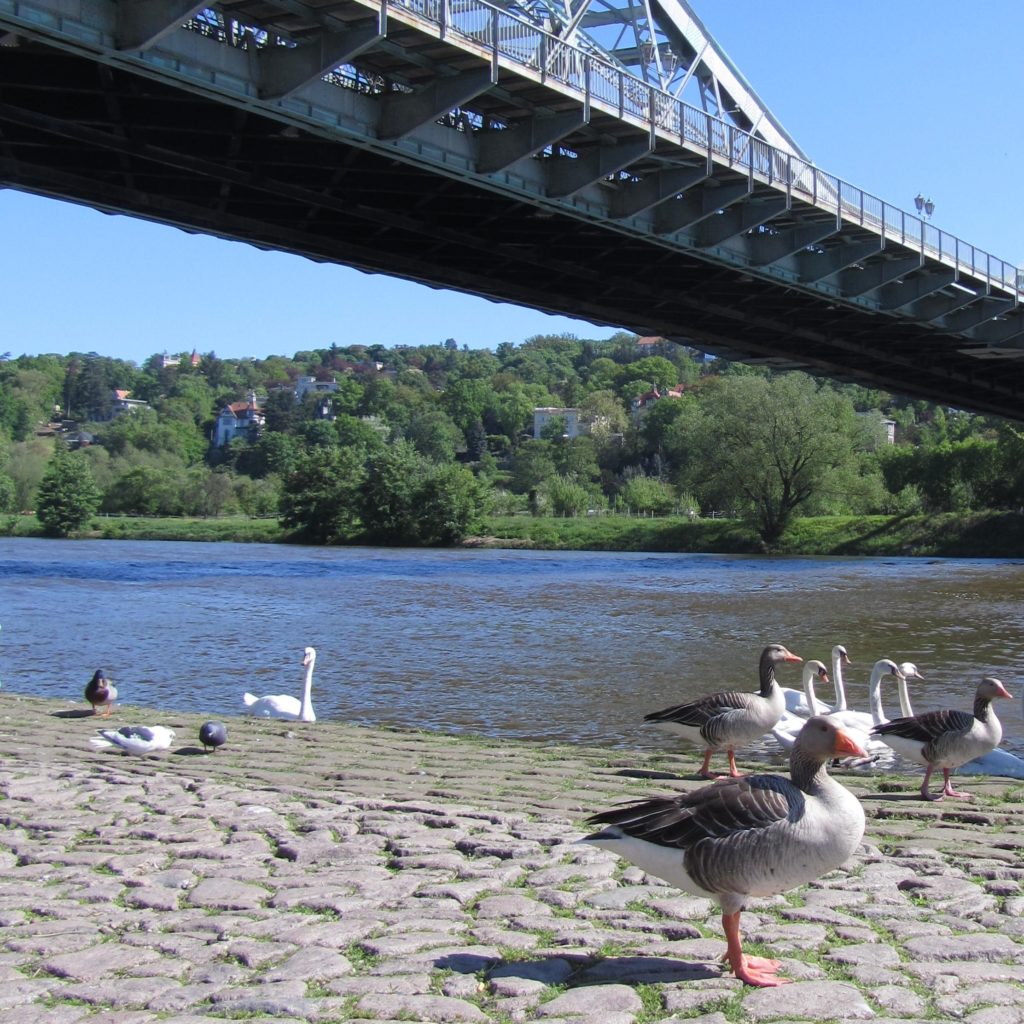 Leben an der Elbe